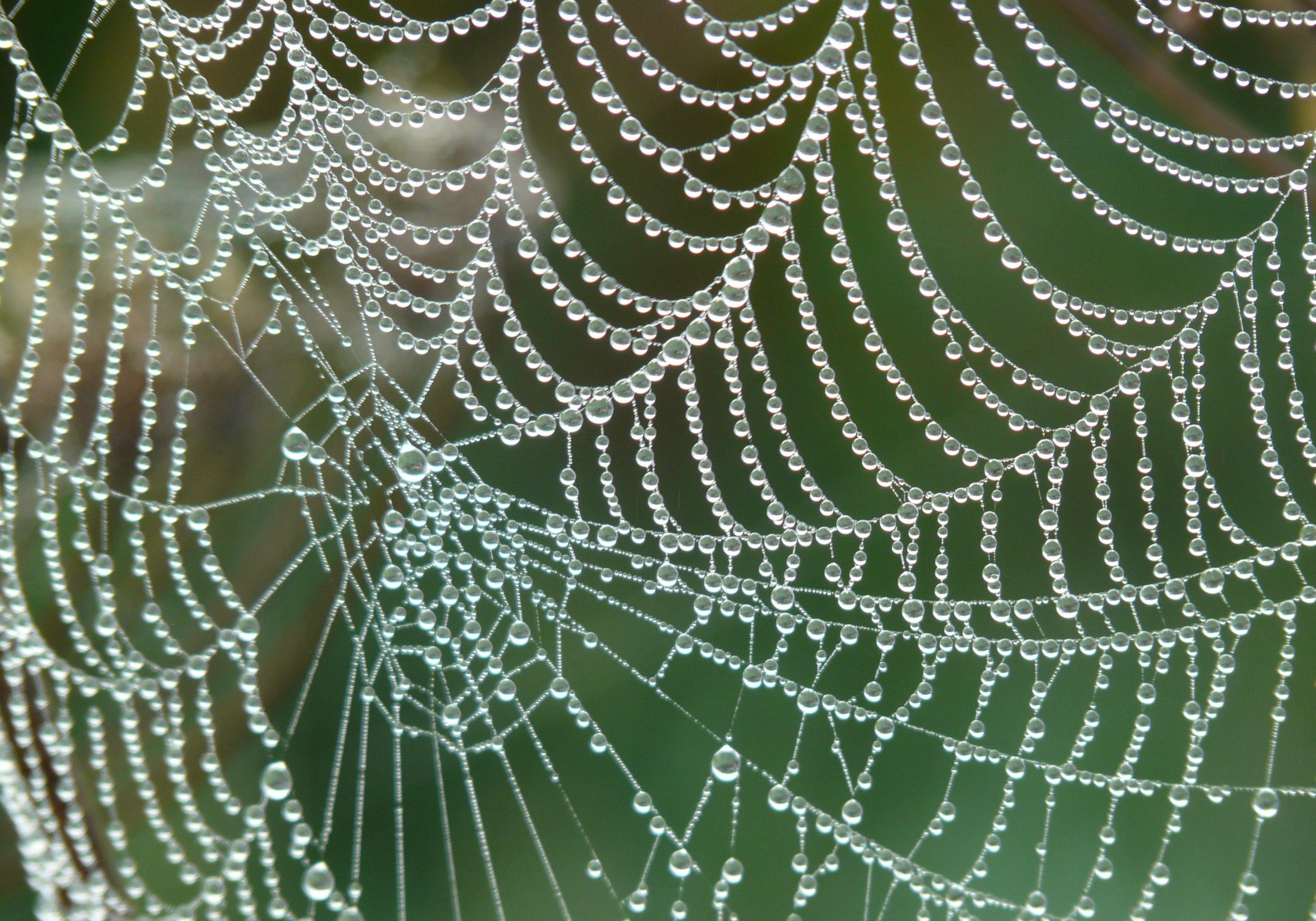 cobweb-4193